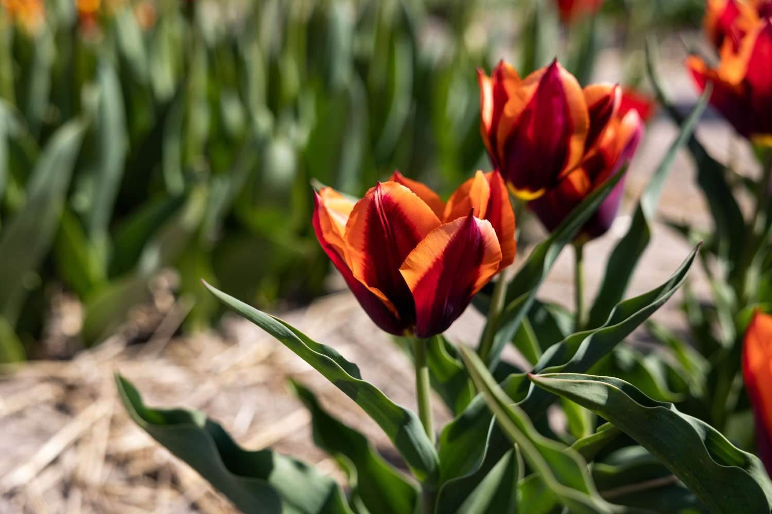 Tulip 'Slawa'
